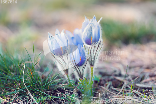 Image of blooming and faded blossom of purple pasque-flower