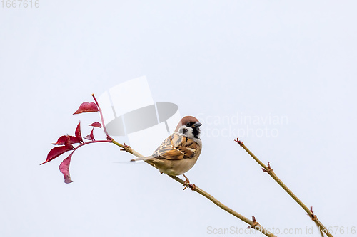 Image of Eurasian tree sparrow in flowering tree