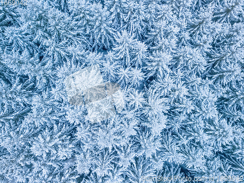 Image of Aerial top down view of beautiful winter forest treetops.