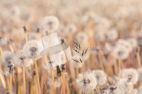 Image of beautiful spring flower dandelion in meadow