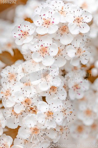 Image of Midland hawthorn white flowering tree