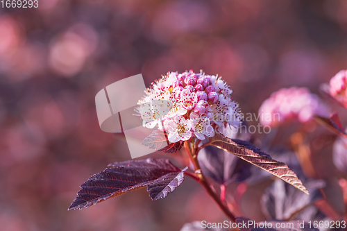 Image of Close-up of of Physocarpus opulifolius plant and flower