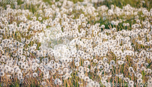 Image of beautiful spring flower dandelion in meadow