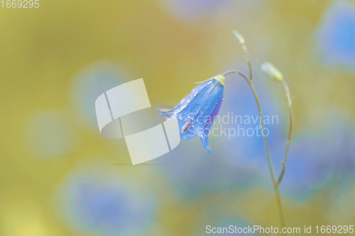 Image of flower campanula patula, wild flowering plant