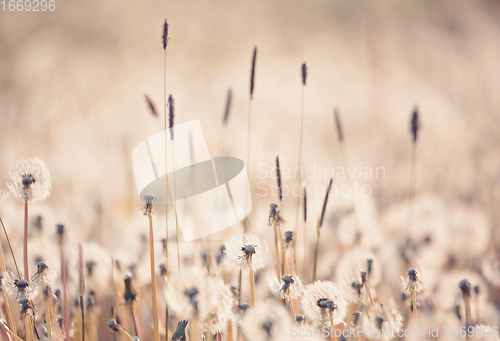 Image of beautiful spring flower dandelion in meadow