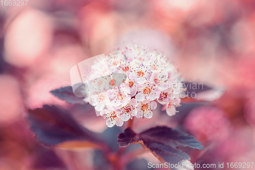 Image of Close-up of of Physocarpus opulifolius plant and flower