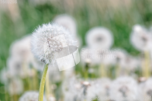 Image of beautiful spring flower dandelion in meadow