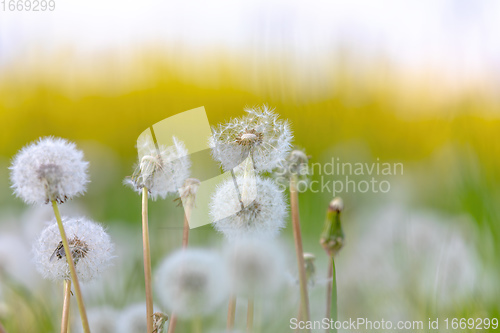 Image of beautiful spring flower dandelion in meadow