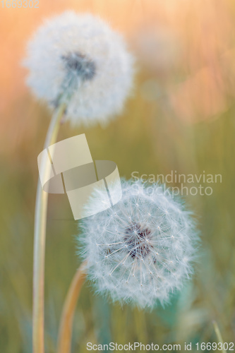 Image of beautiful spring flower dandelion in meadow