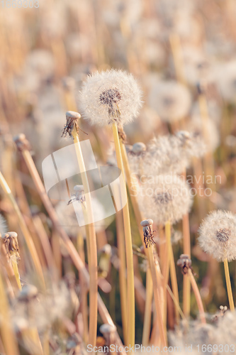 Image of beautiful spring flower dandelion in meadow