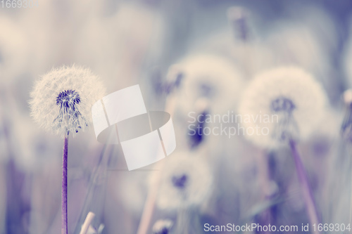 Image of beautiful spring flower dandelion in meadow