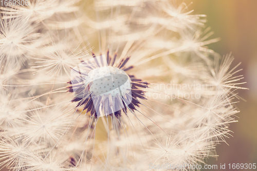 Image of beautiful spring flower dandelion in meadow