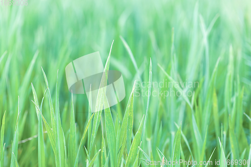 Image of spring background with grass on meadow