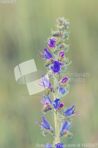 Image of Beautiful wild flowers poisonous plant Echium vulgare