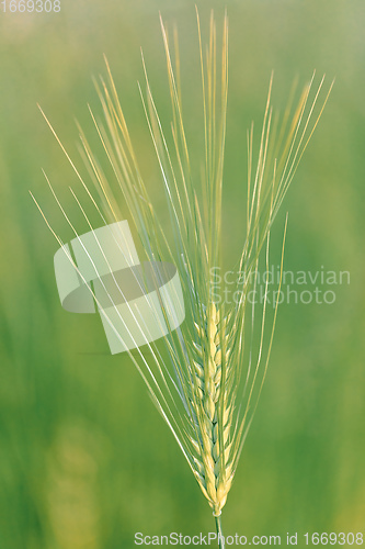 Image of Ear of barley lit by sunlight