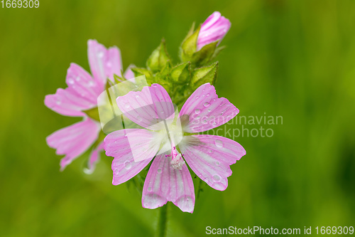 Image of Malva Alcea flower in summer meadow