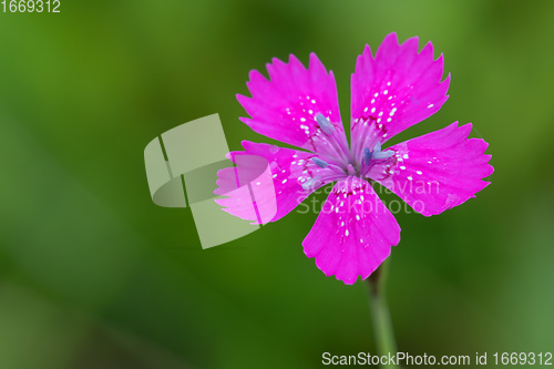 Image of Dianthus Deltoides pink flower close up