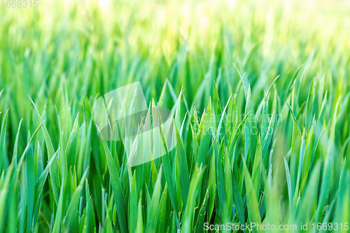 Image of spring background with grass on meadow