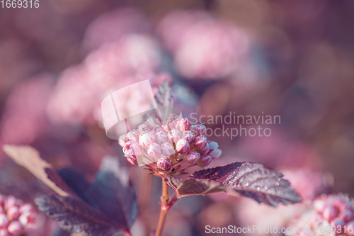 Image of Close-up of of Physocarpus opulifolius plant and flower