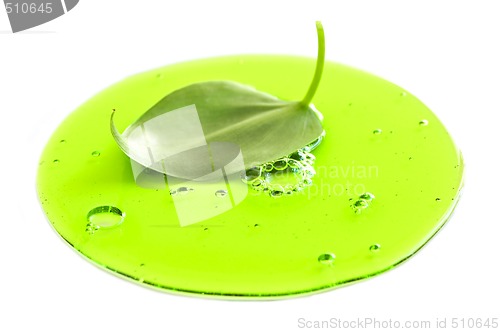 Image of Fresh leaf in green liquid