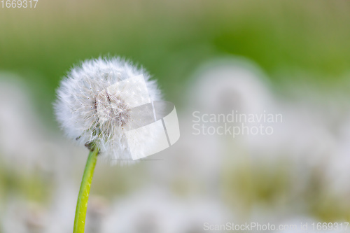 Image of beautiful spring flower dandelion in meadow