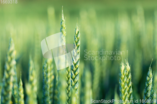 Image of unripe green wheat field in summertime