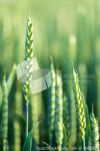 Image of unripe green wheat field in summertime