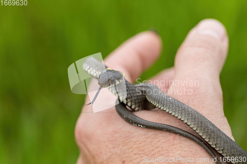 Image of harmless small snake, grass snake, Natrix natrix