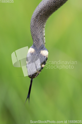 Image of harmless small snake, grass snake, Natrix natrix