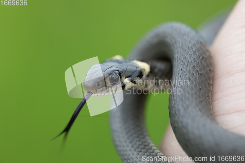 Image of harmless small snake, grass snake, Natrix natrix