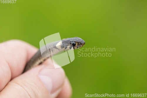 Image of harmless small snake, grass snake, Natrix natrix