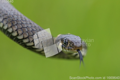 Image of harmless small snake, grass snake, Natrix natrix