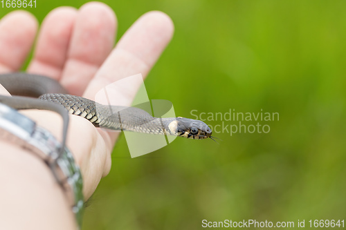 Image of harmless small snake, grass snake, Natrix natrix