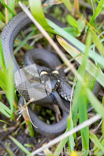 Image of harmless small snake, grass snake, Natrix natrix