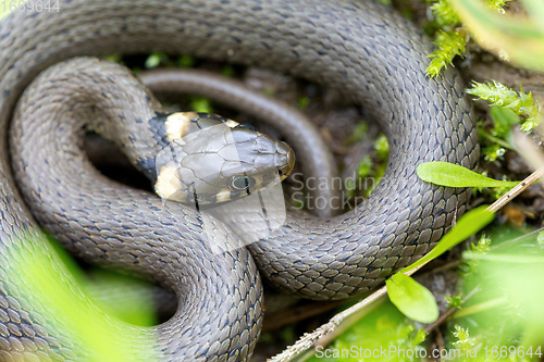 Image of harmless small snake, grass snake, Natrix natrix