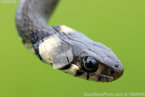 Image of harmless small snake, grass snake, Natrix natrix