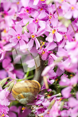 Image of macro of small garden snail eating whole ping flower bud