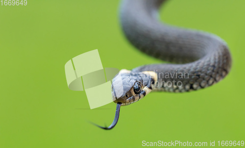 Image of harmless small snake, grass snake, Natrix natrix