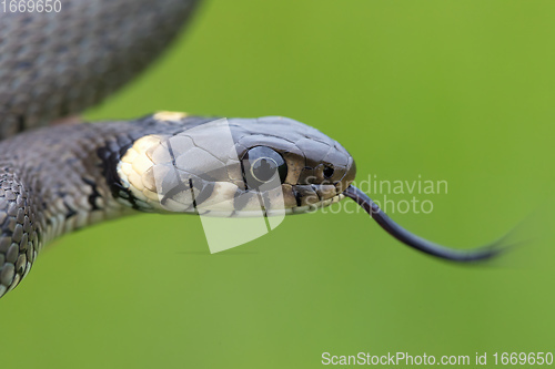 Image of harmless small snake, grass snake, Natrix natrix