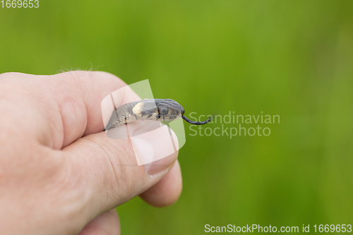 Image of harmless small snake, grass snake, Natrix natrix