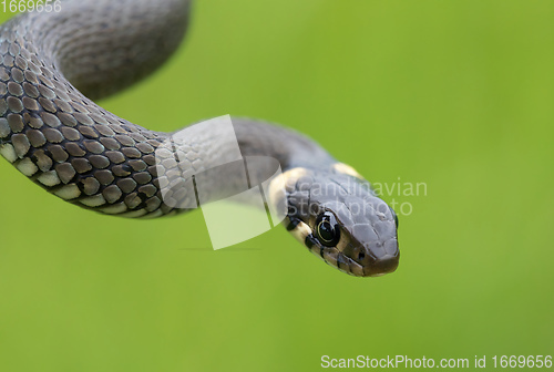 Image of harmless small snake, grass snake, Natrix natrix