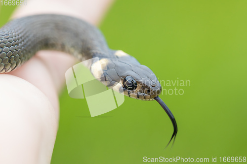 Image of harmless small snake, grass snake, Natrix natrix