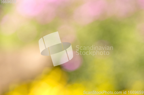 Image of blurry natural background with shallow focus