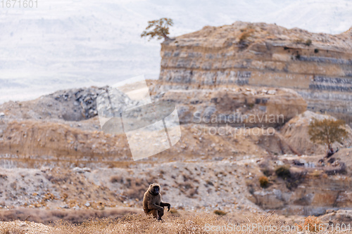 Image of chacma baboon, Ethiopia, Africa wildlife