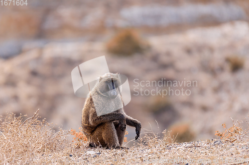 Image of chacma baboon, Ethiopia, Africa wildlife