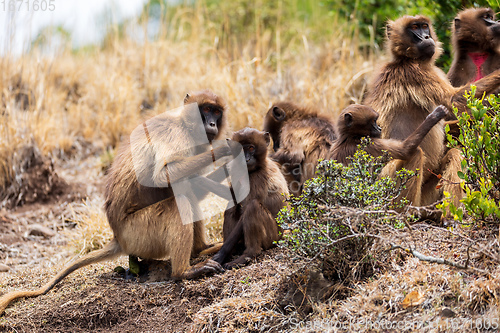 Image of endemic monkey Gelada in Simien mountain, Ethiopia