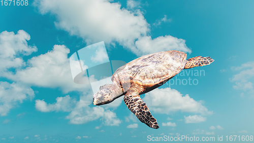 Image of Abstract funny cute turtle flying in the sky