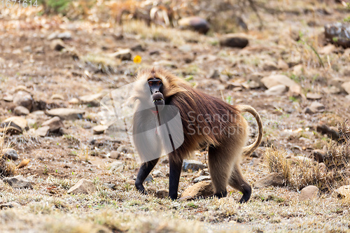 Image of endemic monkey Gelada in Simien mountain, Ethiopia