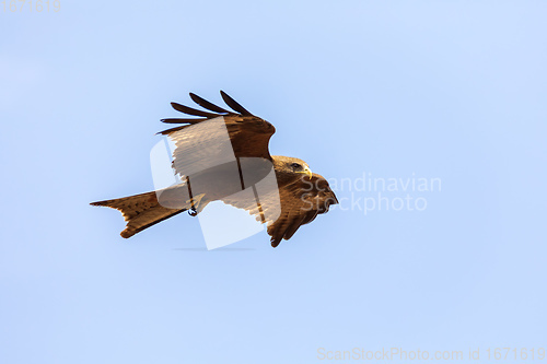 Image of Black kite flying, Ethiopia safari wildlife