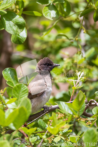 Image of bird common bulbul Ethiopia Africa safari wildlife